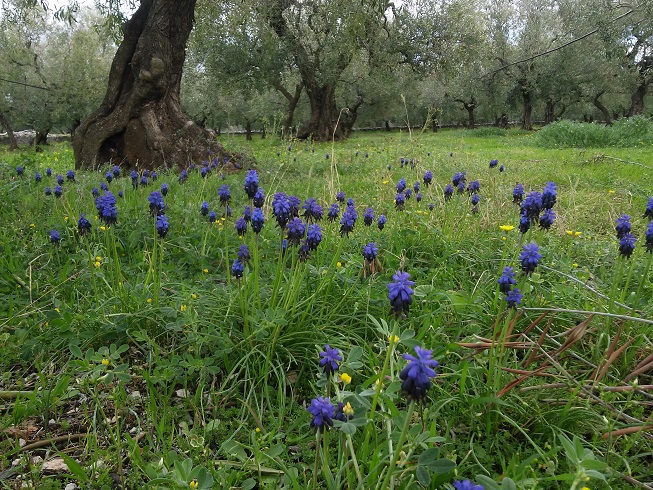 Terreno fertilizzato dalla natura